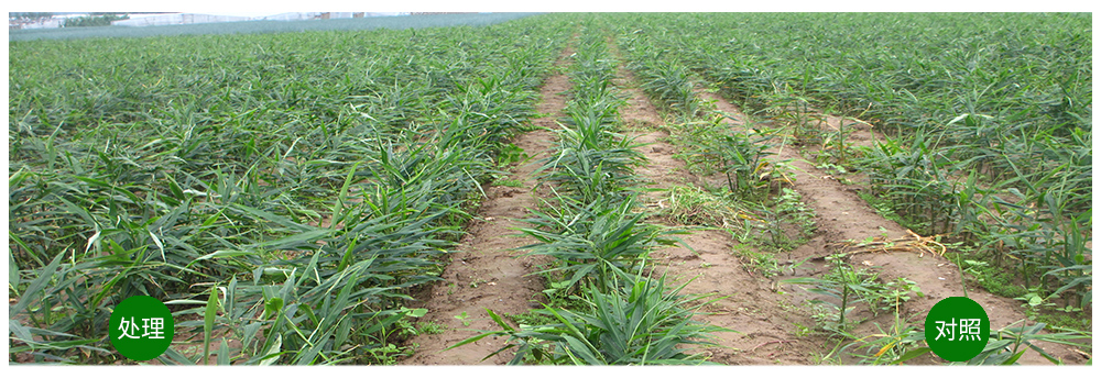 領(lǐng)先生物運用生物技術(shù)消滅“毒大姜”育出健康大姜 領(lǐng)先生物運用生物技術(shù)消滅“毒大姜”育出健康大姜