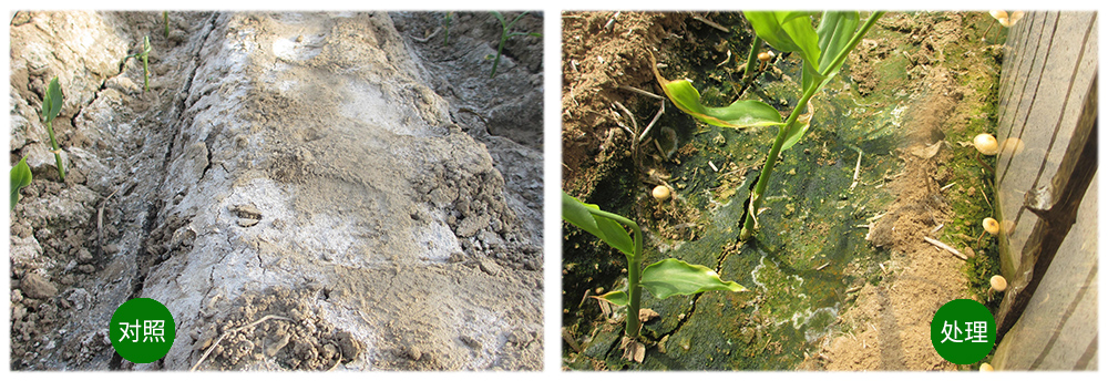 領(lǐng)先生物運用生物技術(shù)消滅“毒大姜”育出健康大姜 領(lǐng)先生物運用生物技術(shù)消滅“毒大姜”育出健康大姜