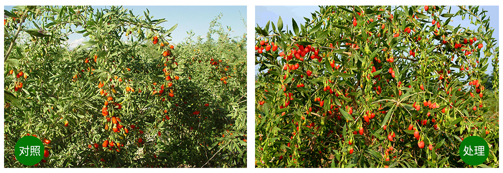 領(lǐng)先生物“海藻+氮磷鉀+腐植酸”讓果樹旺起來 領(lǐng)先生物“海藻+氮磷鉀+腐植酸”讓果樹旺起來