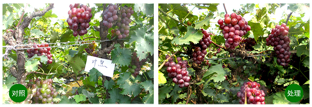 柯加力大量元素水溶肥應(yīng)用案例 柯加力大量元素水溶肥應(yīng)用案例