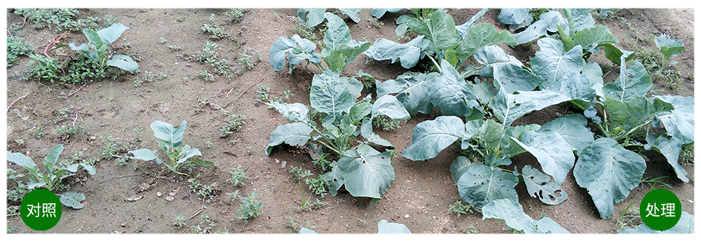 柯加力大量元素水溶肥應(yīng)用案例 柯加力大量元素水溶肥應(yīng)用案例